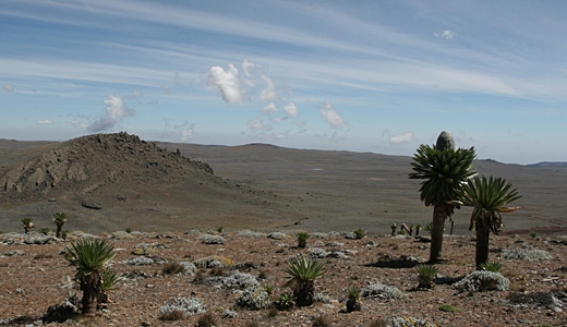 Sanetti platån, Bale Mountains NP.